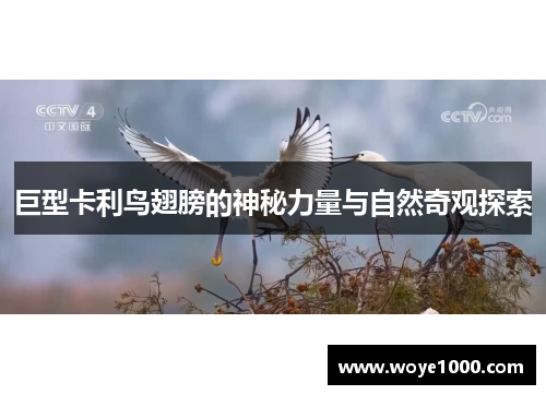巨型卡利鸟翅膀的神秘力量与自然奇观探索